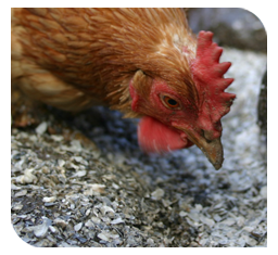 Laying hens fed high level of calcium